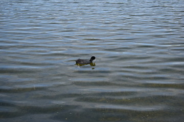 duck in water