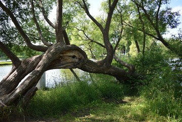 Fototapeta na wymiar old tree