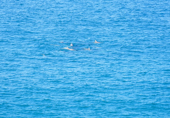 Fototapeta premium View of dolphins in the water by Dolphin Point in the Noosa National Park in Noosa, Sunshine Coast, Queensland, Australia