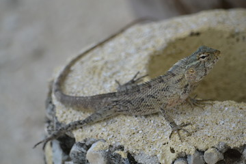 lucertola tropicale