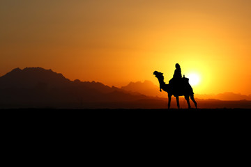 Fototapeta na wymiar Kamel in der Wüste bei traumhaftem Sonnenuntergang