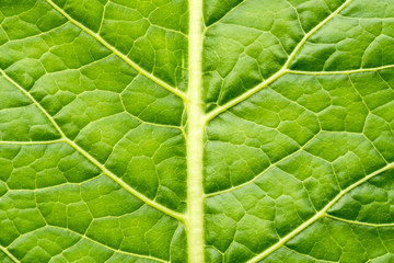 Green leaf texture for background