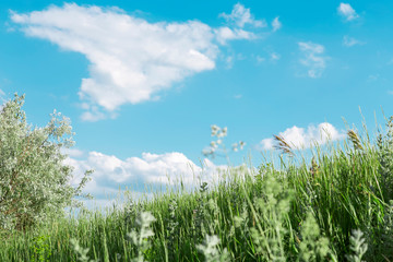 Natural summer floral background with a copy space with field and meadow herbs against a bright blue sky on a sunny day and warm good weather