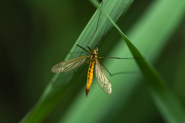 Nahaufnahme einer Schnake an einem Schilfhalm