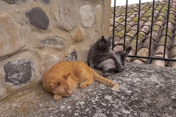 Zwei Katzen auf der Veranda