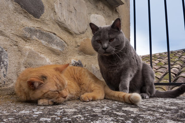 Zwei Katzen auf der Veranda