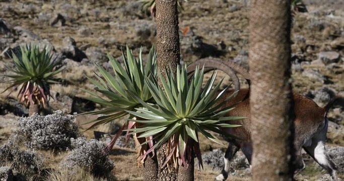 Very rare Walia ibex, Capra walia, one of the rarest ibex in world. Only about 500 individuals survived in Simien Mountains National park in Northern Ethiopia, Africa