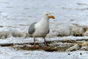Fototapeta premium Goéland bourgmestre,.Larus hyperboreus, Glaucous Gull