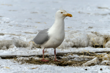 Goéland bourgmestre,.Larus hyperboreus, Glaucous Gull