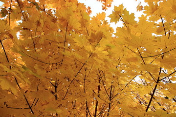 autumn leaves maple