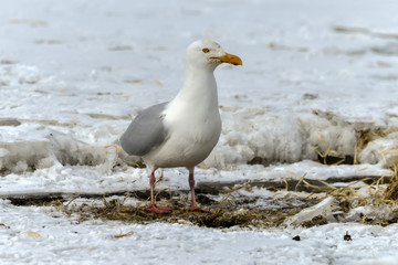 Goéland bourgmestre,.Larus hyperboreus, Glaucous Gull