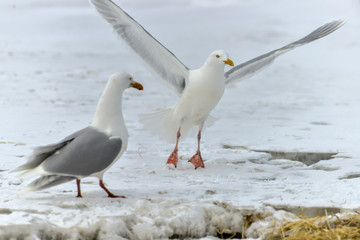 Goéland bourgmestre,.Larus hyperboreus, Glaucous Gull