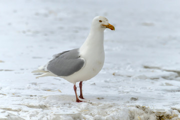 Goéland bourgmestre,.Larus hyperboreus, Glaucous Gull