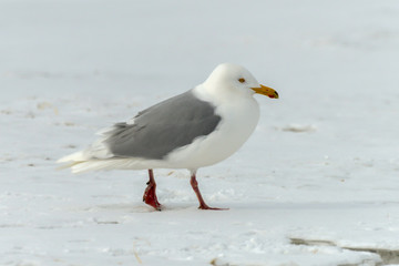 Goéland bourgmestre,.Larus hyperboreus, Glaucous Gull