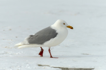 Goéland bourgmestre,.Larus hyperboreus, Glaucous Gull