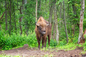Bison (Bison bonasus) in the wild nature