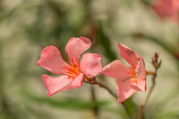 Nahaufnahme einer Oleanderblüte