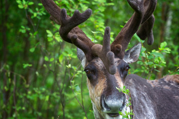 Fototapeta na wymiar Young buck of northern forest deer. Close up