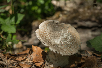 Nahaufnahme eines essbaren Pilzes