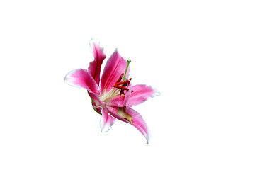 Closeup of beautiful pink lily flower isolated on white background in clude clipping path.