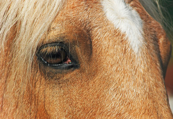close up of a ginger horse face