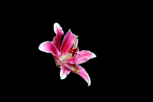 Closeup of beautiful pink lily flower isolated on black background in clude clipping path.