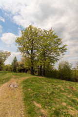 Obraz premium springtime mountain scenery with trees, trail, grass and blue sky with clouds in Beskid Slaski mountains in Poland