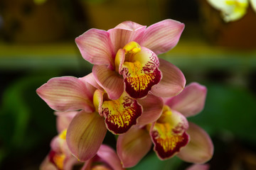 Beautiful pink motley orchid