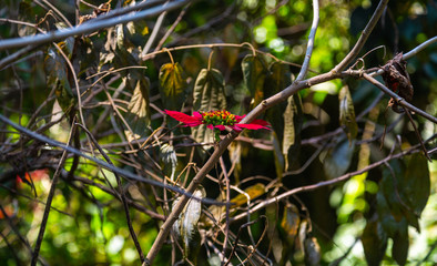 Unusual Tropical Flower