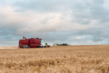 Fototapeta premium combine harvester in action at sunset