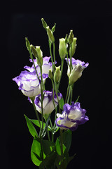 eustoma, flower, black violet