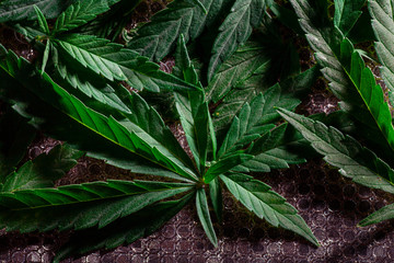 Cannabis Texture Marijuana Leaf Background