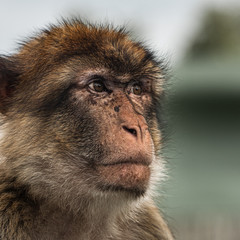 Barbary Macaque watching attentively