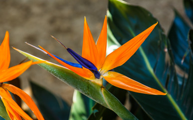 Dalat Flower Gardens