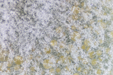 Penicillium, ascomycetous fungi are of major importance in the natural environment as well as food and drug production. 