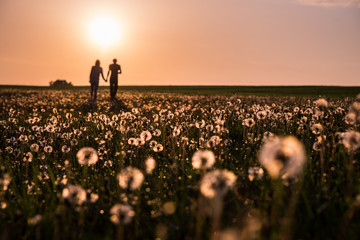 Spring morning and couple in love, dandelions field country, summer nature, Wedding photo on meadow. Together holding hand,. Art photo of two people on blossom landscape in valentine time