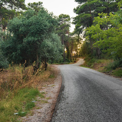 Fototapeta na wymiar Road in summer tropical pine forest mountain peaks. Outdoors travel hiking, biking or autotripping