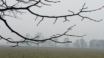 Bruma de invierno