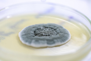 Penicillium, ascomycetous fungi are of major importance in the natural environment as well as food and drug production. 