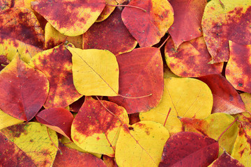red and yellow leaves