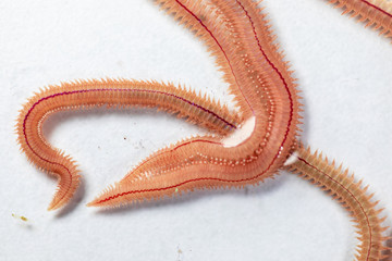 Sand Worm (Perinereis sp.) is the same species as sea worms (Polychaete), Living in a beach area...