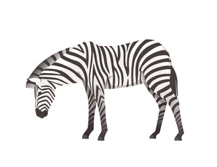 Fototapeta na wymiar African zebra side view cartoon animal design flat vector illustration isolated on white background