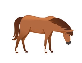 Fototapeta na wymiar Brown horse wild or domestic animal cartoon design flat vector illustration isolated on white background