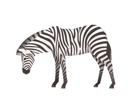 African zebra side view cartoon animal design flat vector illustration isolated on white background