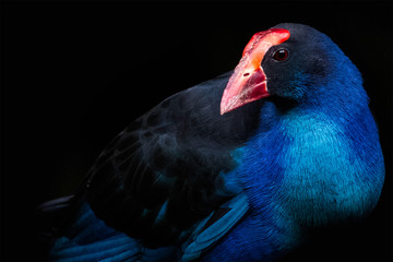 Purple Swamphen