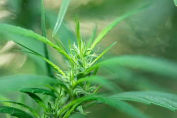 Study Structure of Marijuana leaves, Powder of Cannabis (Drugs) on a White background, For Analysis...