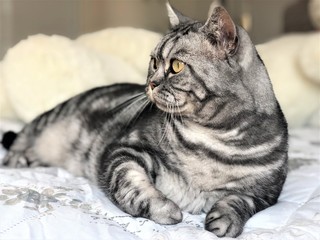 British shorthair cat