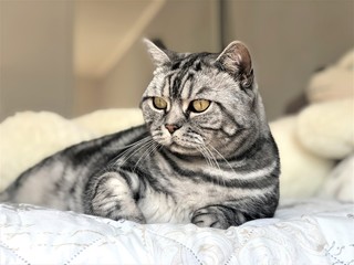 British shorthair cat