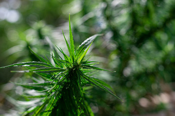 Study Structure of Marijuana leaves, Powder of Cannabis (Drugs) on a White background, For Analysis in laboratory.