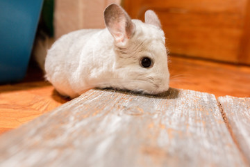Obraz premium White chinchilla is sitting on the wooden plank. Cute home pet.